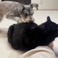 猫の背中に顔を近づける犬