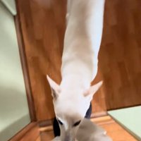 駆け寄ってきたチム2くん