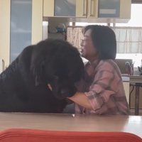 お母さんと真っ黒の超大型犬7