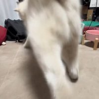 砂かけの仕草をする秋田犬