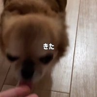 シアルちゃんを迎えた日5