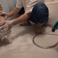 なんだかんだ洗わせてくれています