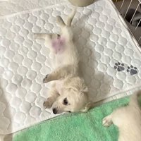 ヘソ天でベッドに寝転がる赤ちゃん犬