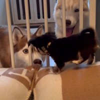 とっても仲良しな3匹