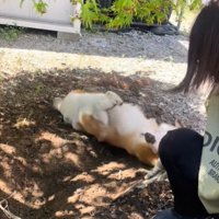 ゴロゴロする犬2