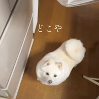 見つめる犬