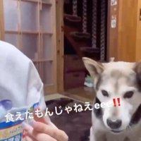 ワンコがナイスキャッチ♪