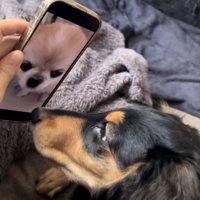 スマホに映るチワワを見つめて接近するダックス