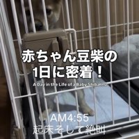 ケージの中で立ち上がる子犬