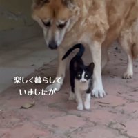投稿者のアパートにやってきた犬