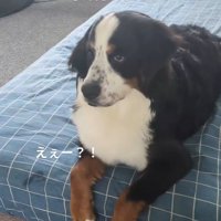 初めてリコーダーの音を聞くベルちゃん