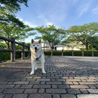 ニコニコ