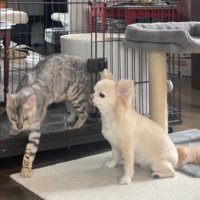 ケージから出る猫を待つ犬