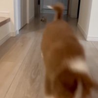 飼い主さんにまっしぐらのアンディ君