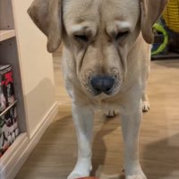 ラブラドールレトリバー