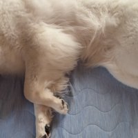 布団の上でくつろぐ犬