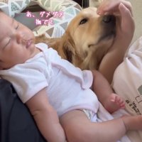 人の手に鼻先を押し当てる犬