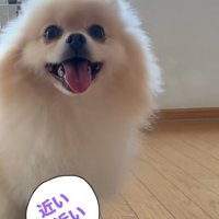 近づいてくるきなこちゃん