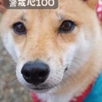 警戒心が強かった