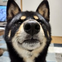 証明写真