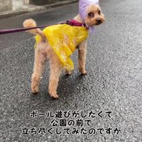 「ボール遊びしたい」