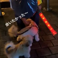 じゃれつく犬たちを優しく撫でる警備員