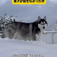 本当は逞しいおこめくんでした