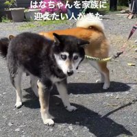 里親と面会する黒い犬