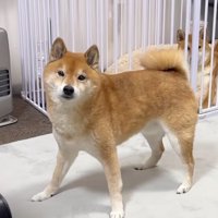 足を広げて警戒する犬