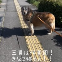 こちらを見る犬