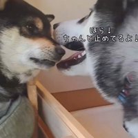 アピールするごま君