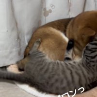 そのままゴロン！！