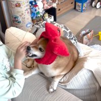 歯が手に当たったので叱ったら…