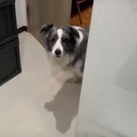 何かに怯える犬