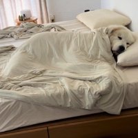 まるで人間みたいな寝姿