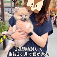 女性に抱っこされる子犬