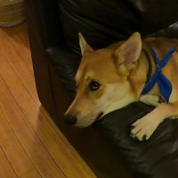 パック中のお母さんを見たワンジローくん8