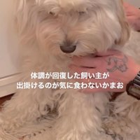 うつむき気味の犬