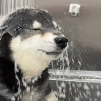 「もう逃げられない…」と観念