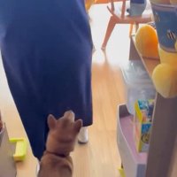 ママの後を追うきなこちゃん