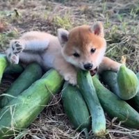 あどけない柴犬のパピー♡