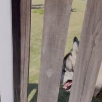 柵の隙間からのぞく犬の顔