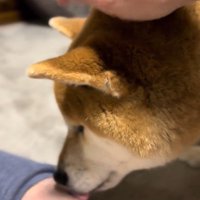 事情を話すと、足をペロペロ