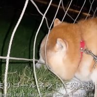 ネットに顔を突っ込む柴犬