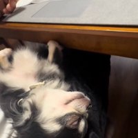 爆睡のオレオちゃん%分後には爆睡♪