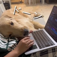 お仕事中の飼い主さんに甘える麹くん2