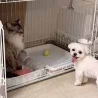 飼い主さんを見るちゃむさん