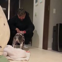 丸男くんを撫で続けるパパ