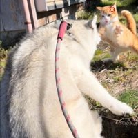 お怒りの野良猫