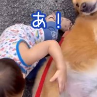 転んだ男の子を見る犬